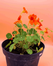 Espuela de Galán – Color y alegría instantánea para tu jardín o balcón